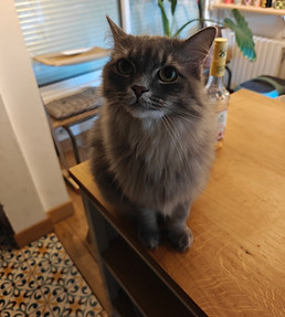 Garde à domicile de chat, catsitting, petsitting avec Xavier Cormerais, Comportementaliste chat à Noisy-le-grand