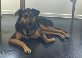 Bilan comportemental pour chien de roumanie craintif envers les humains et les autres chiens. Suivi et plan d'action avec Comme chiens et chats éducateur canin