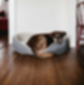 Chien dans son panier observé lors d’un bilan comportemental canin à domicile pour analyser ses comportements gênants et proposer des solutions bienveillantes