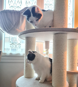 Bilan comportemental pour des besoins en dehors du bac à litière et chat craintif avec Comme Chiens et Chats, comportementaliste félin à Noisy