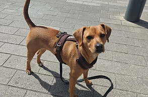 Bilan comportemental pour chienne craitive et stressée avec éducateur canin en positif à Noisy le grand