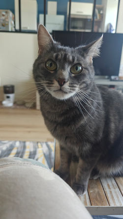 Misti
