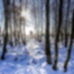 Snowy wood