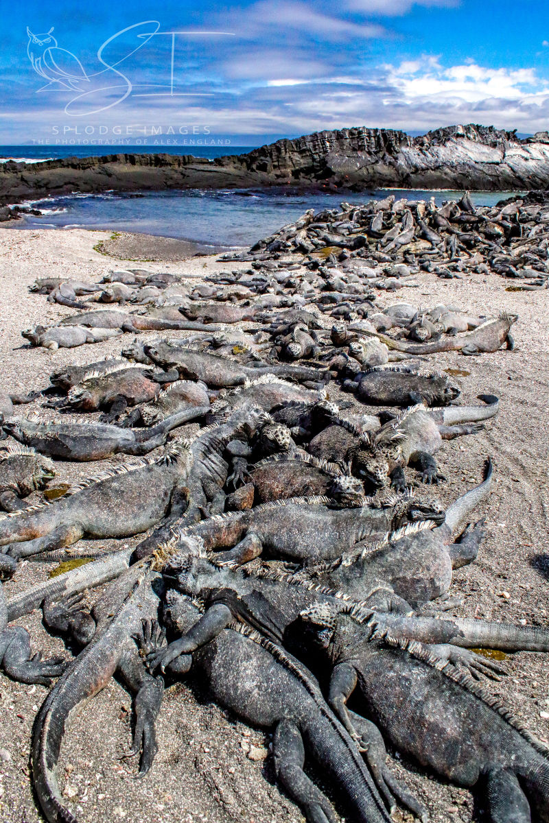 Iguana slumber pile