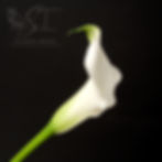 Calla Lily