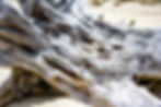 Driftwood