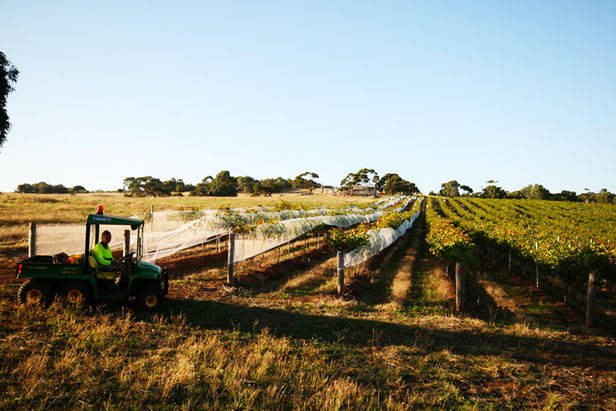 Gardner's Vineyard Rob in the vines