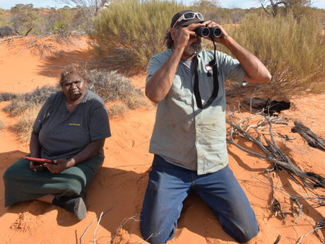 Oak Valley Rangers ecological surveys June 2020