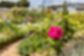 red-rose-garden.jpg