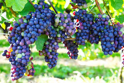 Gardner's Vineyard grapes