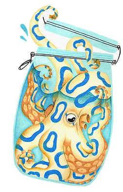 octopus.png