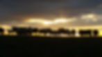 sunset cattle.jpg