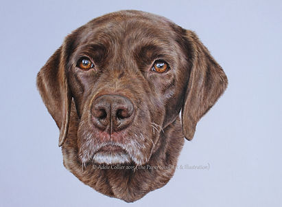 Pet Portrait Artist