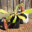 Thumbnail: Nepenthes (Spectabilis x Veitchii)