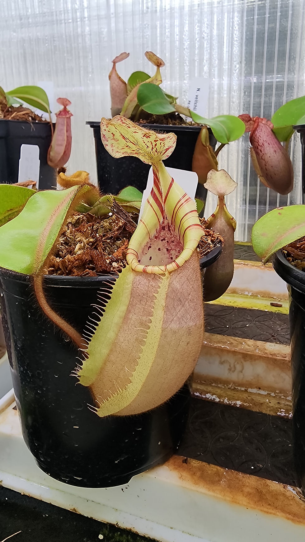Thumbnail: Nepenthes Veitchii-D*Bario