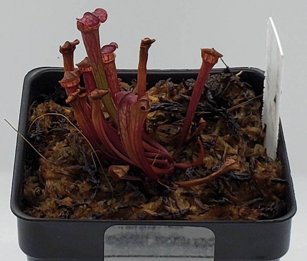Thumbnail: S. (Judith Hindle x Royal Ruby) S-011~~ LARGE SPECIMEN