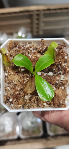 Nepenthes (Northiana x Nebularum)-RE-0125 | Clearwatercarnivores