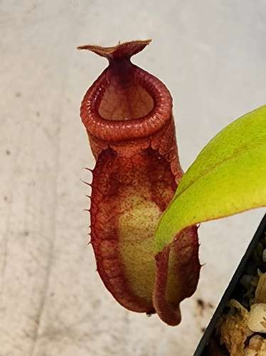 Nepenthes(Viking x Villosa)-CCEP | Clearwatercarnivores