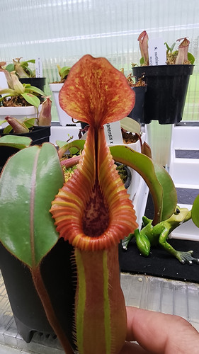 WHAT WE WANT TAKIBIDAIMITAINATABLE (ナラ) N. {[(Lowii x Veitchii) x Boschiana] x [(V x M) x V]} (a) x