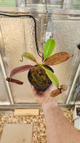 Nepenthes ( Rokko Exotica-EP x Edwardsiana) | Clearwatercarnivores