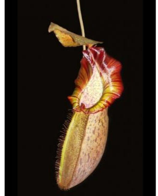 Thumbnail: N. Spathulata x Spectabilis BE-3314