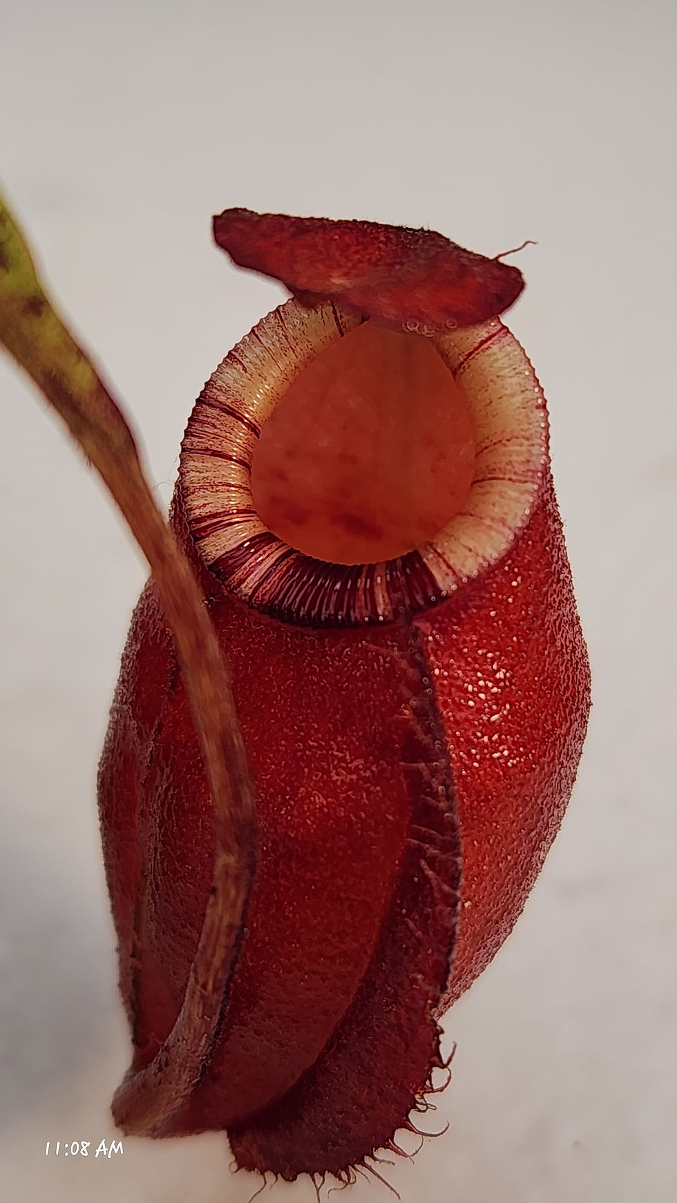 Thumbnail: Nepenthes ( Ventricosa x Ampullaria- "Black Miracle")