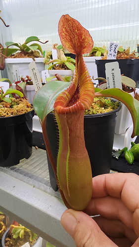 N. {[(Lowii x Veitchii) x Boschiana] x [(V x M) x V]} (a) x