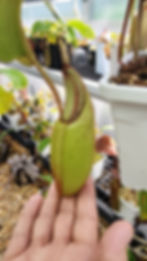 Thumbnail: Nepenthes (Glandulifera x Veitchii) x Veitchii-Candy Dreams