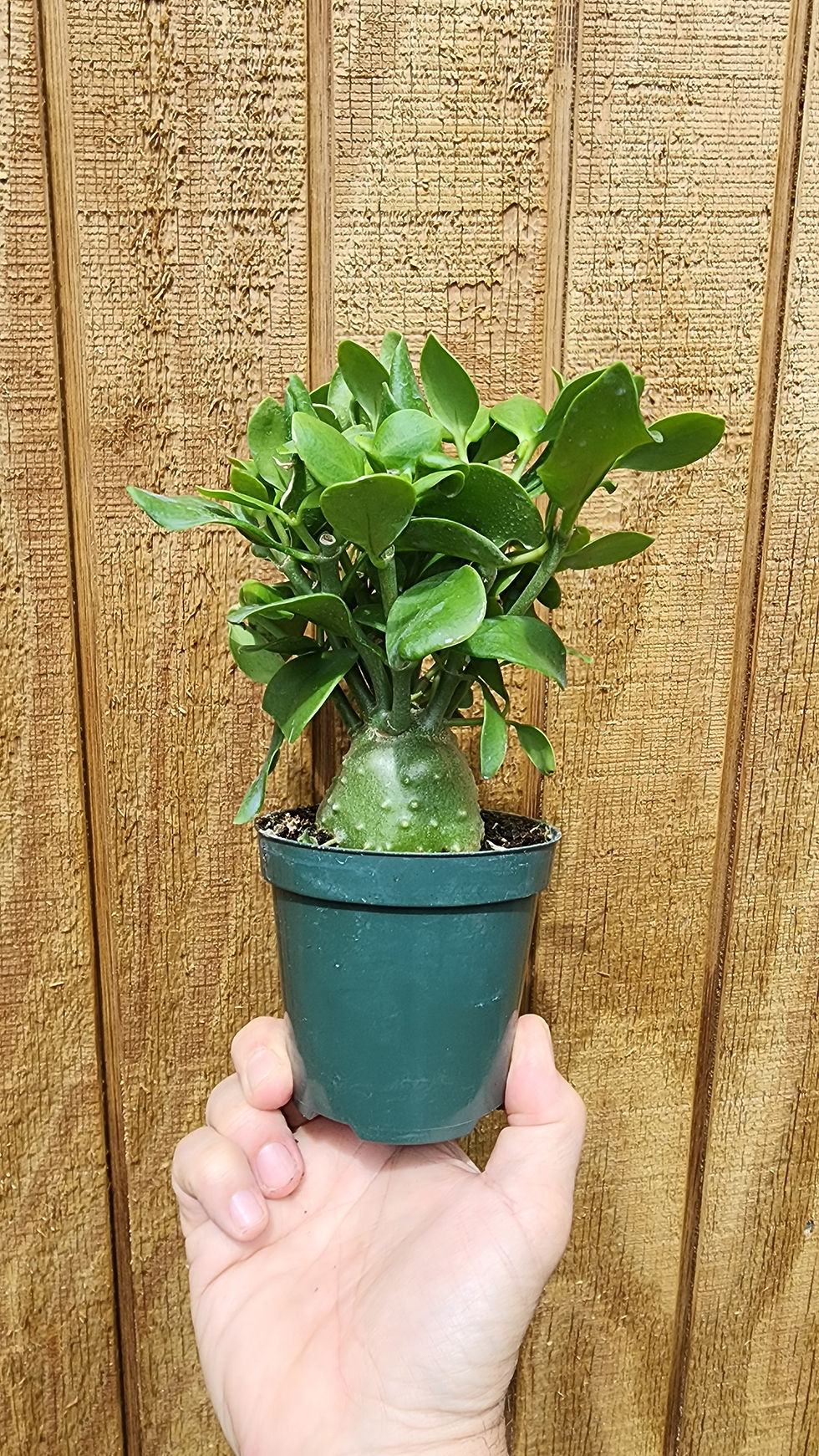 Thumbnail: Hydnophytum Papuanum 'Ant Plant' 