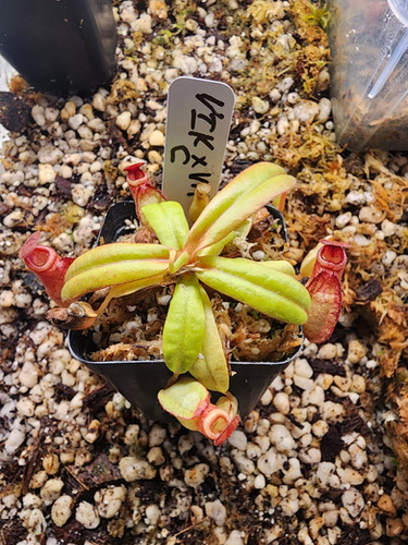 Nepenthes(Viking x Villosa)-CCEP | Clearwatercarnivores