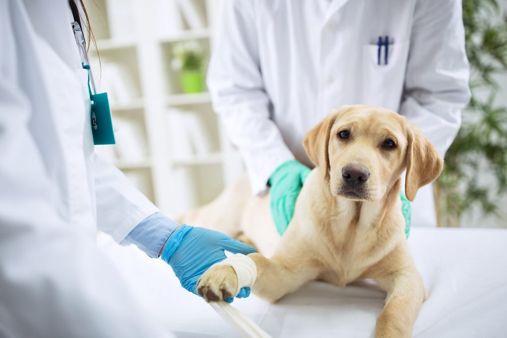 pet insurance; god insurance; cat insurance