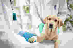 pet insurance; god insurance; cat insurance