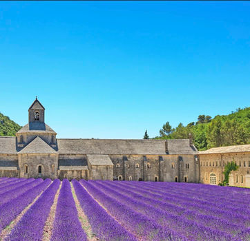 Lavender fields leading to Sénanque Abbey near Gordes in Provence, France
