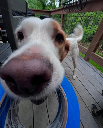 Friendly dog at a home during an interior painting project in Buncombe County, NC