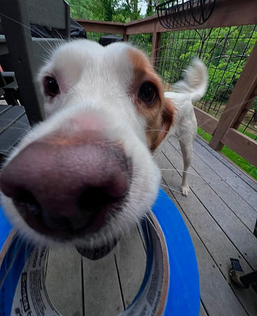 Dog Pic