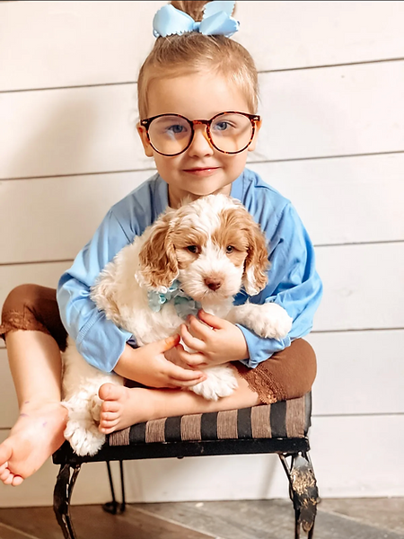 Kid friendly Australian Labradoodle puppy