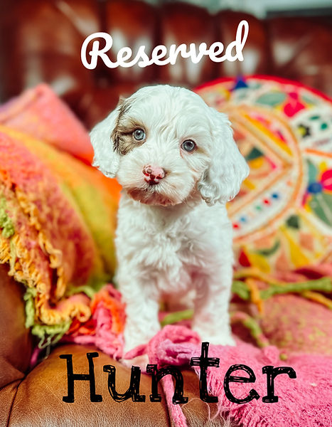 Hunter W6_edited.jpg