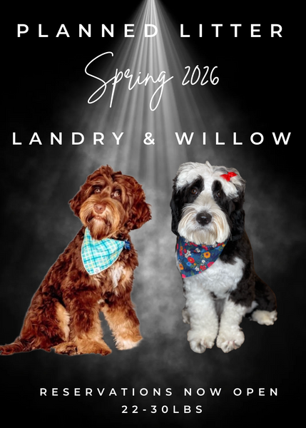 Landry-Willow.png