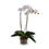Thumbnail: 30" Premium Faux Phalaenopsis Orchid in Terracotta Pot
