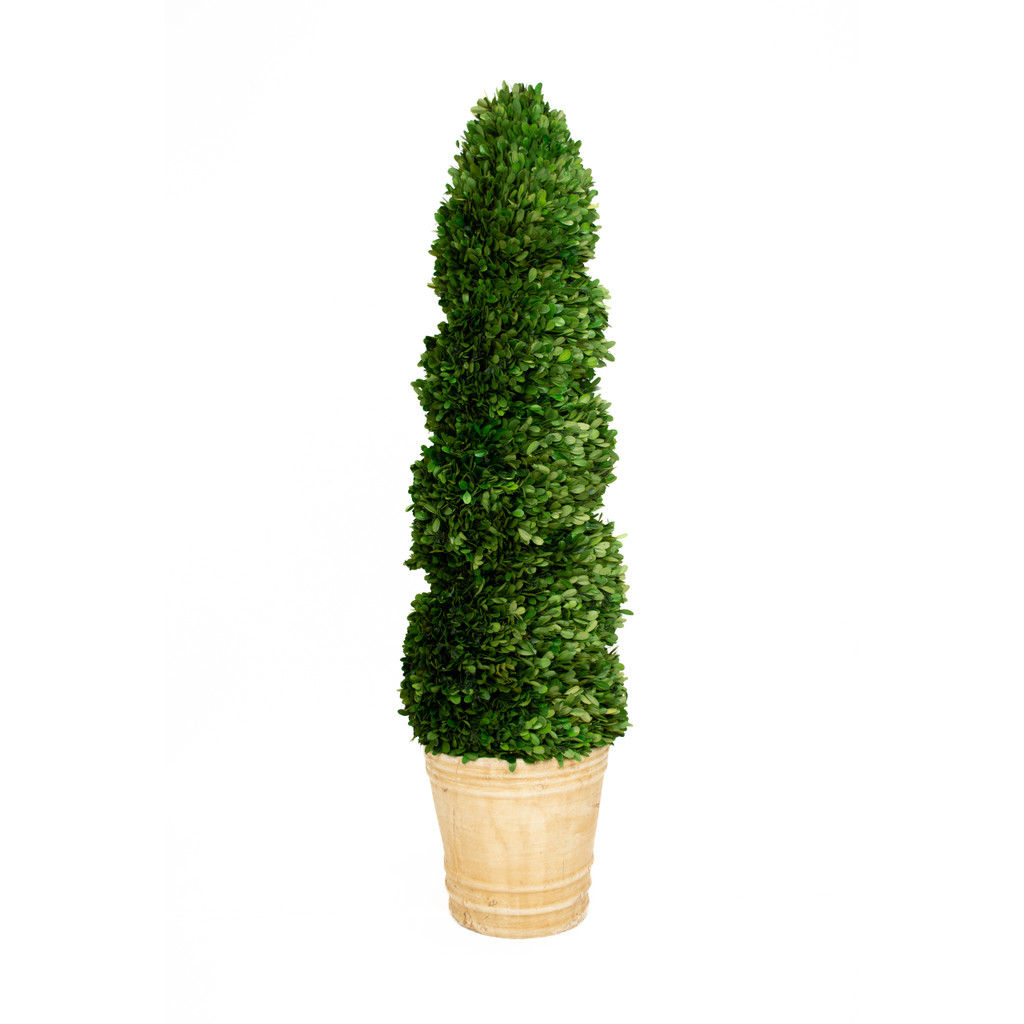43" Preserved Boxwood Spiral Topiary