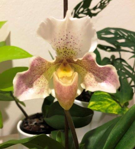Paph. Rosey Dawn