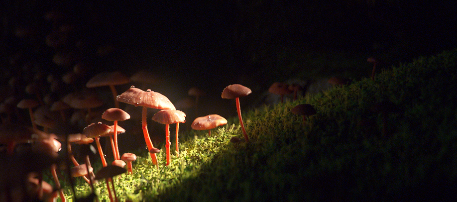 mushroom_02_final.png