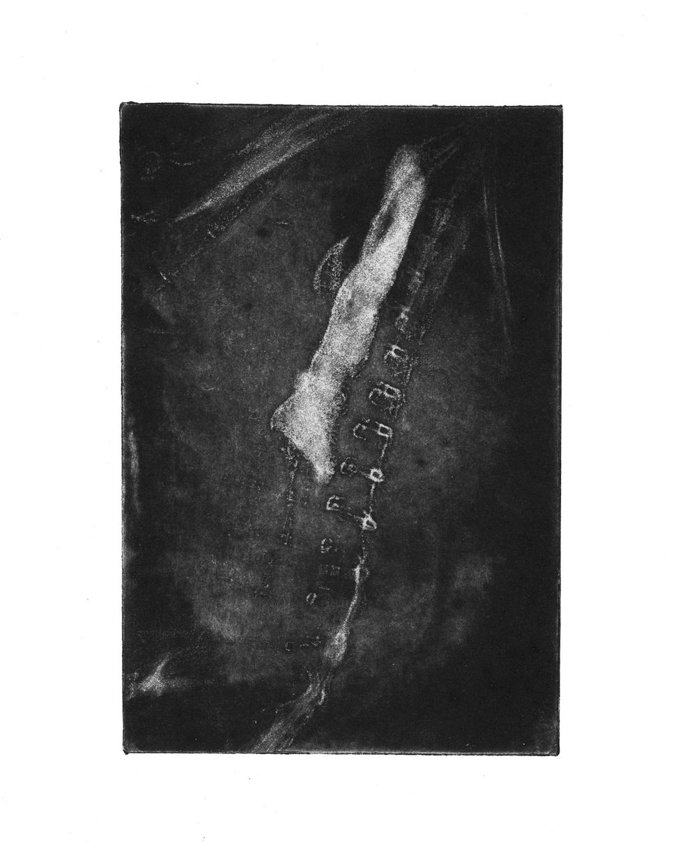 Chest x-ray of a cat