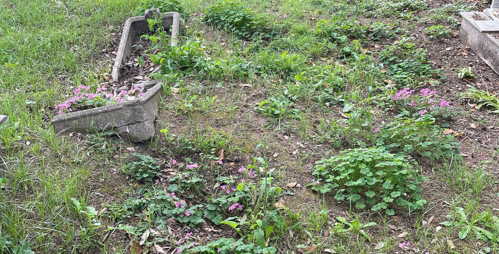 il degrado del cimitero nuovo di napoli
