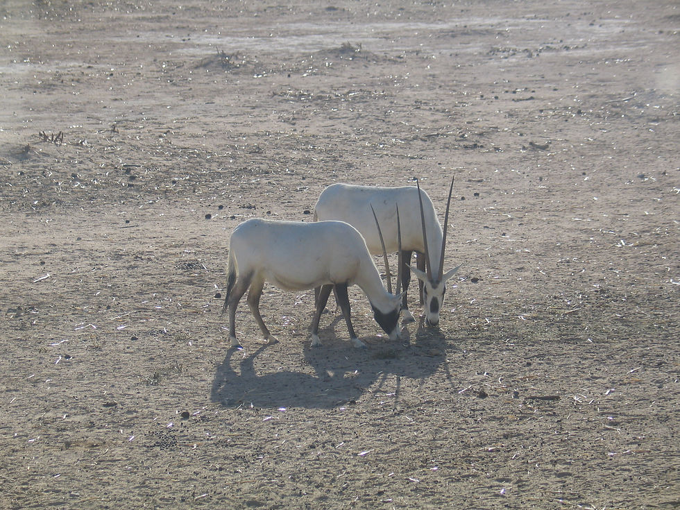 Arava (1)