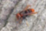 黃跗虎頭蜂,又名黃腳虎頭蜂 – 攝於龍洞後門|Yellow-legged Hornet – Photographed at Back Door, Long Dong.