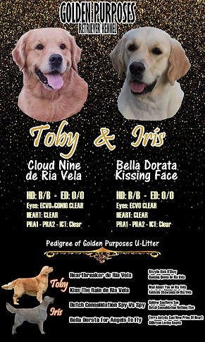 announcement litter.jpg