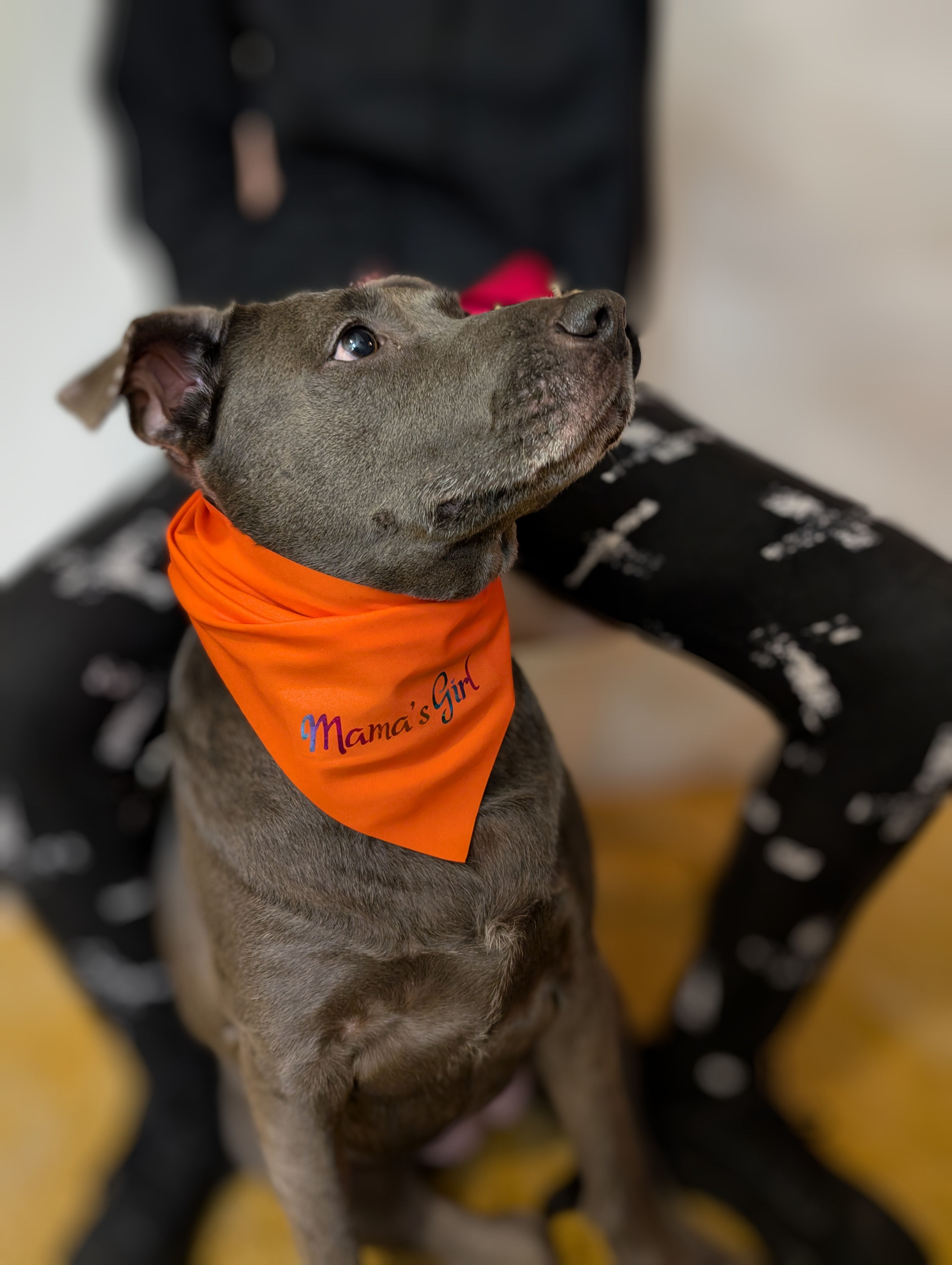 Mama's Girl Dog Bandanas 2-pk