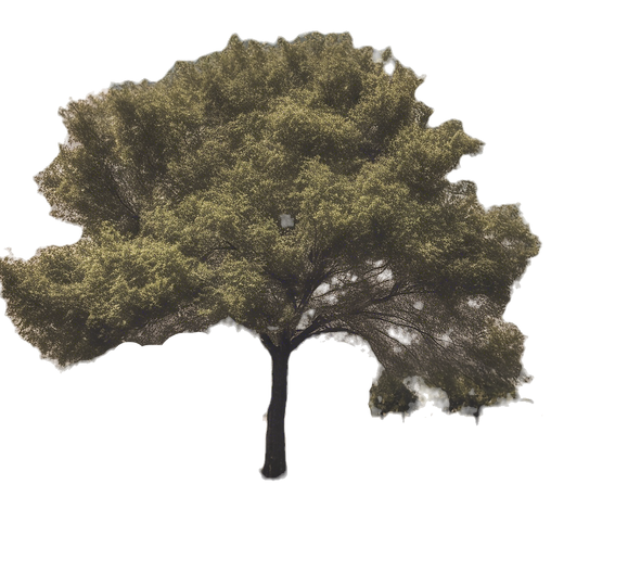 tree without background.png