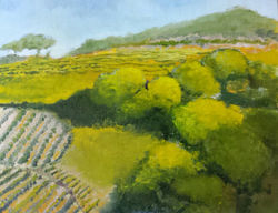 Vineyard, Provence.jpg